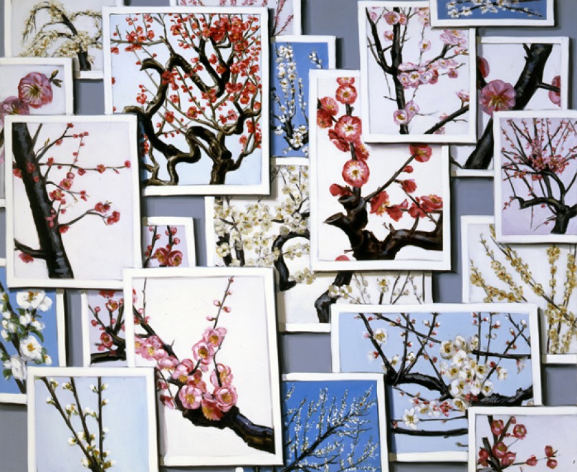 Cherry Blossoms